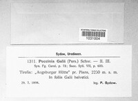 Puccinia galii image